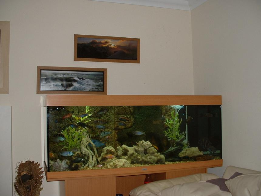 Rated #92: 90 Gallons Freshwater Fish Tank - MY TANK