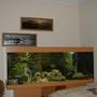 90 gallons freshwater fish tank (mostly fish and non-living decorations) - MY TANK