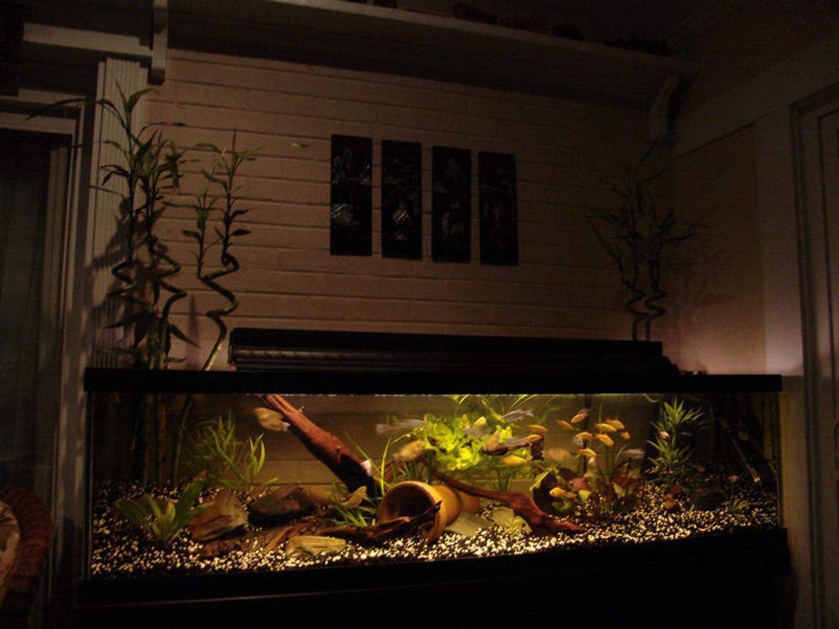 100 gallons freshwater fish tank (mostly fish and non-living decorations) - 100 Gallon Long 2 - Chinese Algae Eater 8 - Giant Danios 9 - Bleeding Heart Tetras 16 - Gold Barbs 5 - Longfin White Skirt Tetra 6 - Gold Gourami And Yes, the Bamboo is growing out of the aquarium.