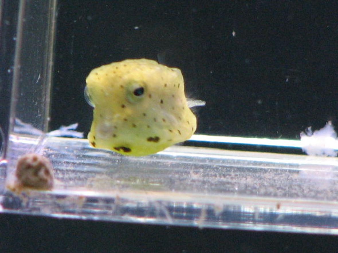 saltwater fish - ostracion cubicus - cubicus boxfish stocking in 125 gallons tank - my cowfish