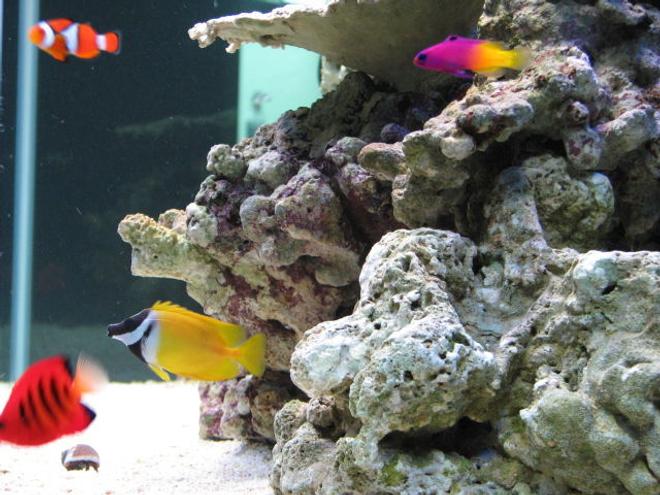 saltwater fish - siganus vulpinus - foxface lo stocking in 125 gallons tank - side view of my tank