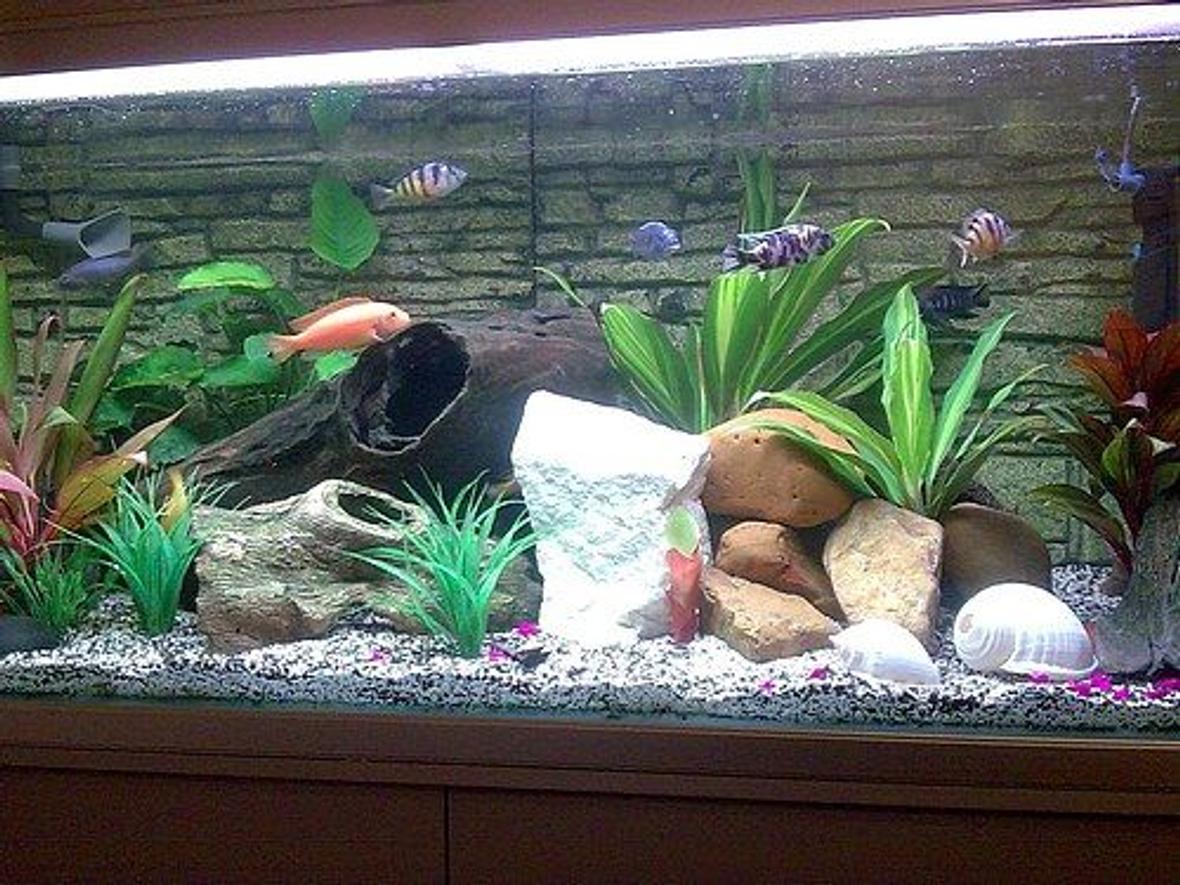 75 gallons freshwater fish tank (mostly fish and non-living decorations) - This is a updated photo of my Cichlid tank Please feel free to leave comments