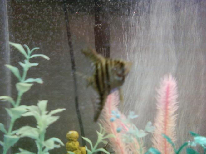 freshwater fish - pterophyllum scalare - half black angelfish stocking in 20 gallons tank - This is my bigger angel...  Phone pic so not that great.  This was him at 1.25 inches!  He was sooo cute!