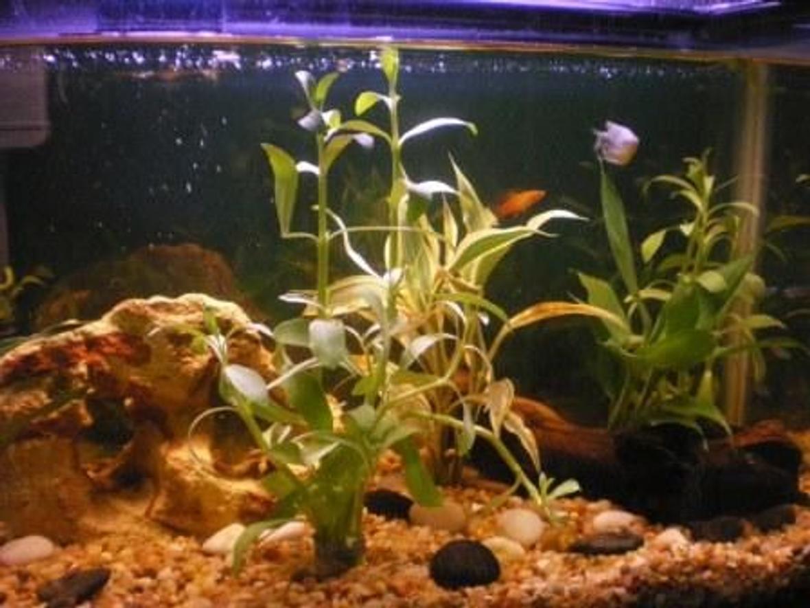 freshwater fish - trichogaster trichopterus - blue gourami stocking in 10 gallons tank - My tank