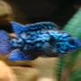 freshwater fish - nandopsis octofasciatum - electric blue jack dempsey stocking in 110 gallons tank - ELECTRIC BLUE JACK DEMPSEY (FLASH)!!!!!