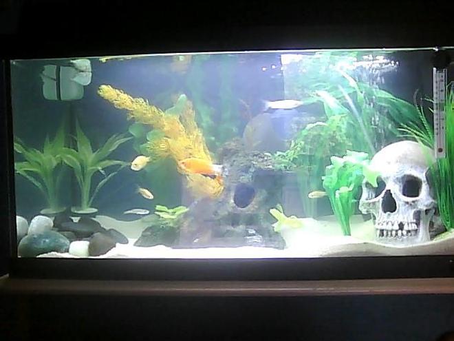 14 gallons freshwater fish tank (mostly fish and non-living decorations) - N/A