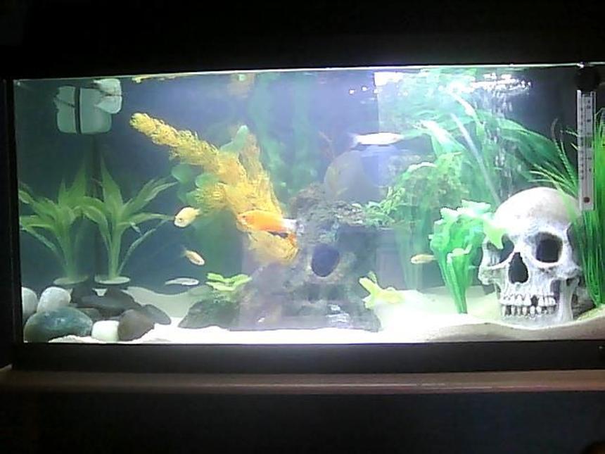 Rated #3714: 14 Gallons Freshwater Fish Tank - N/A