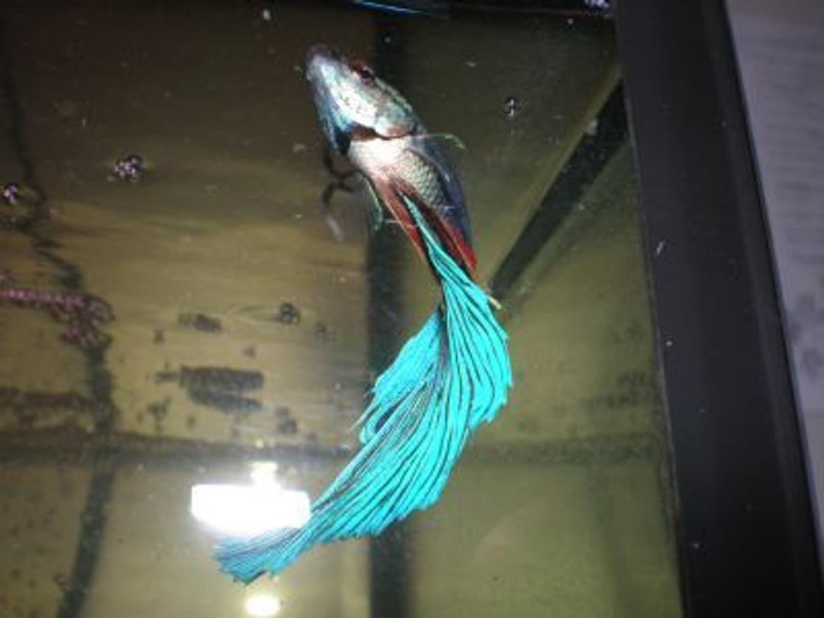 freshwater fish - betta splendens - betta - male stocking in 10 gallons tank - This is my Beta Indigo. Isn't he pretty?