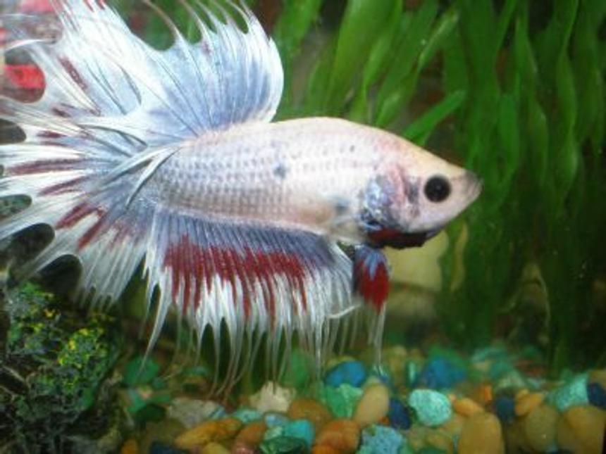 Rated #843: Freshwater Fish - Betta Splendens - Crown Tail Betta Stocking In 10 Gallons Tank - This is my Crowntail Beta Lunar Eclipse or Loony for short. He's puffing up at his reflection...Isn't he beautiful?