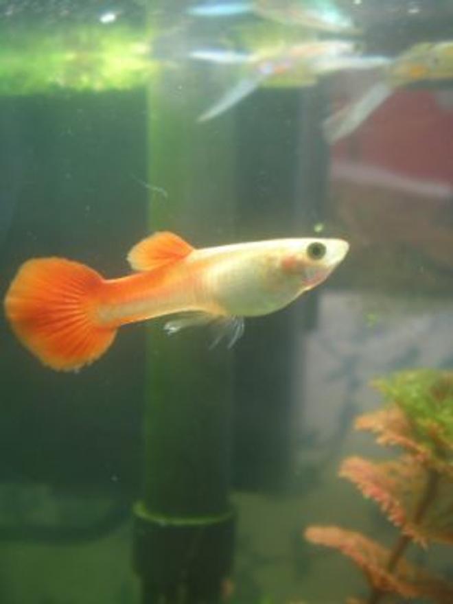freshwater fish - poecilia reticulata - red fire guppy stocking in 10 gallons tank - This is my deceased Guppy Sunny...I miss you!!