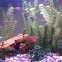 freshwater fish - colisa lalia - flame dwarf gourami stocking in 26 gallons tank - A closer look at my tank with some of my fish. Tetras and gourami.