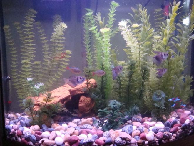 freshwater fish - paracheirodon innesi - neon tetra jumbo stocking in 26 gallons tank - View from further back.