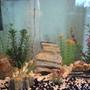 fish tank picture - My 15 gallon tank. I have 4 baby platy who are thriving and growing strong, and 3 adult platy.