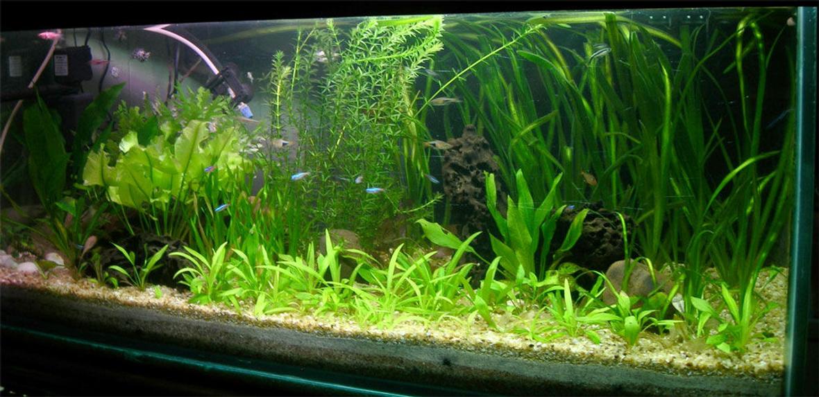 42 gallons planted tank (mostly live plants and fish) - I keep fresh water fish long time ago but when i saw sum planted tank photos on net when I surfing sum information that time I decide to kept the planted tank. I am a 3D graphic Artist This is my fish tank i have had it for about 2 year.34x14x15 Freshwater Planted Tank Fertilizer capsule & CO2 injected, bogwood with some very nice rock formations light with aquarium light Amazon soared, Banana, Vallisneria, red lily, creptocorin, sarotoptoris,nupur japanica