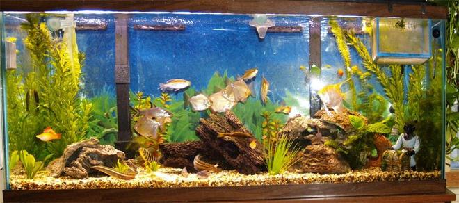 55 gallons freshwater fish tank (mostly fish and non-living decorations) - My 8 month old fresh water 55gal tank