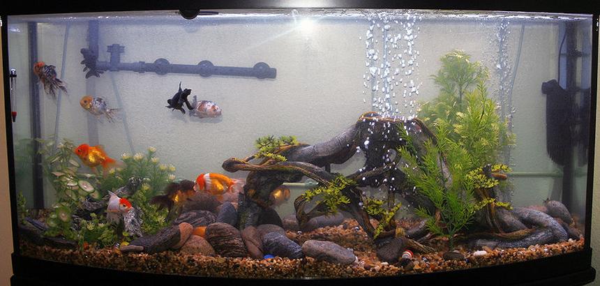 Rated #2499: 72 Gallons Freshwater Fish Tank - 72gallon bowfront goldfish tank