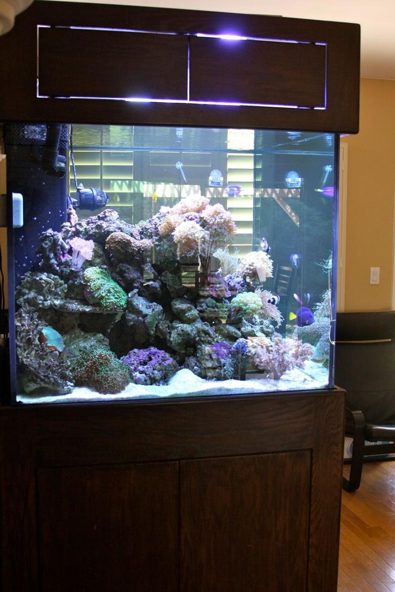 Rated #69: 210 Gallons Reef Tank - Side View