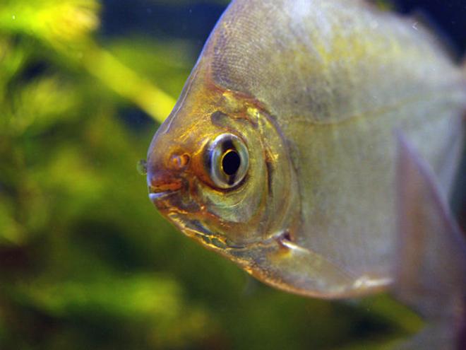 freshwater fish - metynnis argenteus - silver dollar stocking in 55 gallons tank - one of my silver dollars