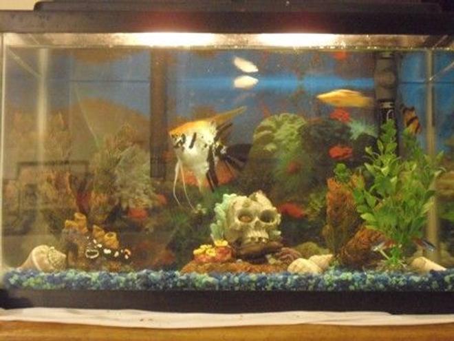 10 gallons freshwater fish tank (mostly fish and non-living decorations) - My first tank not very good, but i'm proud...anglefish is gone now