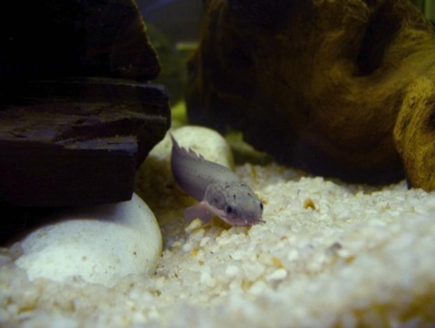 Rated #180: Freshwater Fish - Polypterus Retropinnis - Retropinnis Bichir Stocking In 20 Gallons Tank - My tanks main inhabitant ... Smeagle the Polypterus