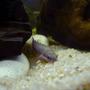 freshwater fish - polypterus retropinnis - retropinnis bichir stocking in 20 gallons tank - My tanks main inhabitant ... Smeagle the Polypterus