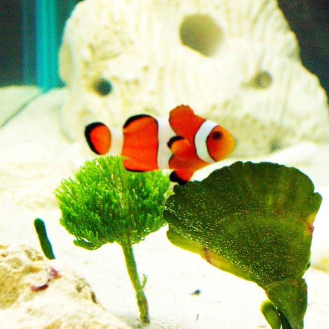 saltwater fish - amphiprion ocellaris - ocellaris clownfish stocking in 55 gallons tank - pic of nemo