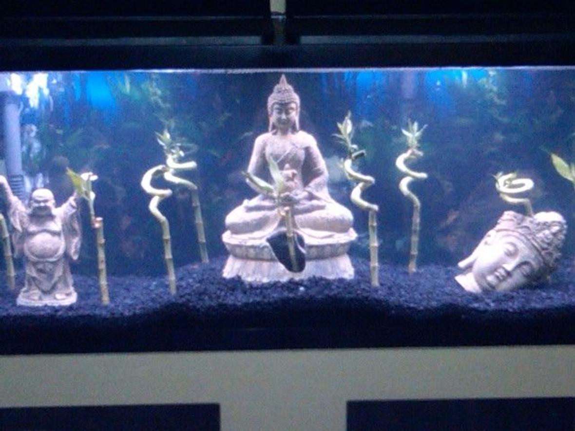fish tank picture - My new Tank No fish yet but going tonight to get some.