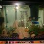 28 gallons freshwater fish tank (mostly fish and non-living decorations) - 30 Gallon New Tank