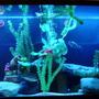 fish tank picture - 125 gallon blue actinic