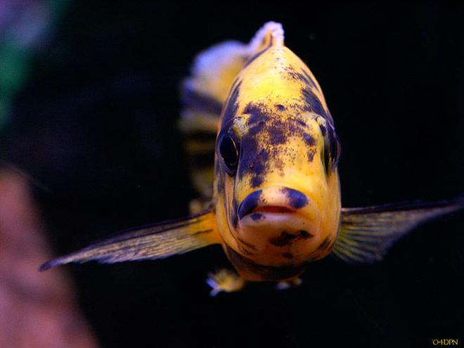 freshwater fish - aulonocara nyassae var. - peacock cichlid, orange blossom stocking in 40 gallons tank - a pic of my peacock