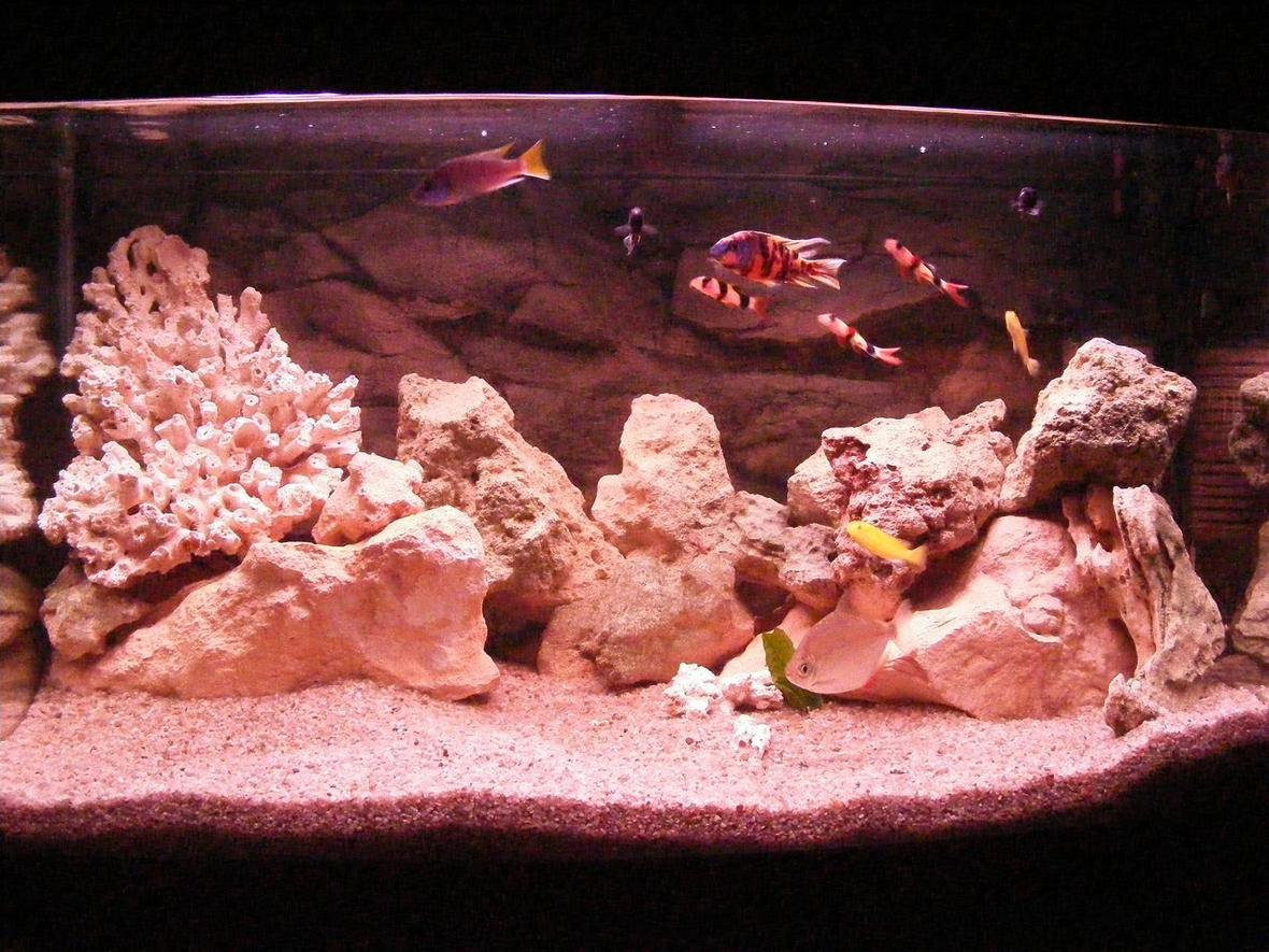 40 gallons freshwater fish tank (mostly fish and non-living decorations) - ar850 freshwater, my tank looks heaps pink, i dont know why???