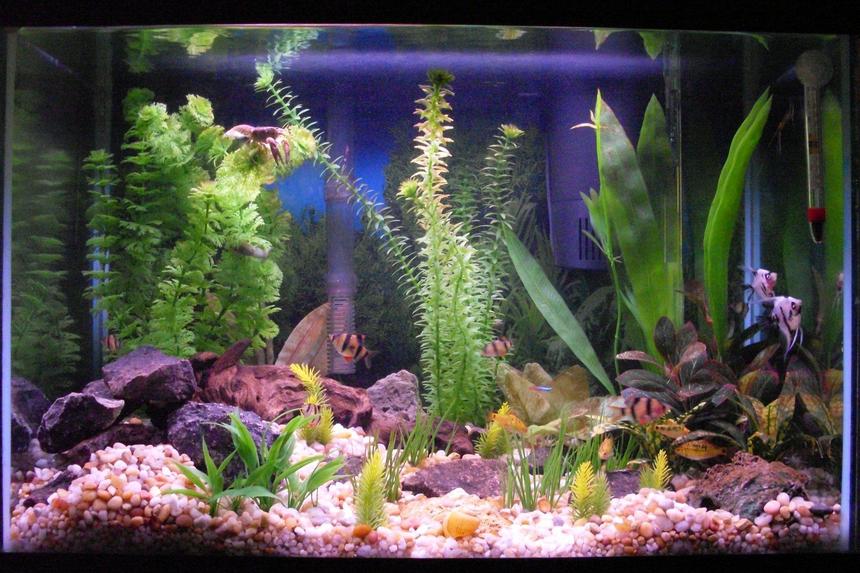 Rated #1577: 20 Gallons Freshwater Fish Tank - my 20 gallon. try to spot the crayfish. this tank has 2 filters. flourescent lights.