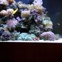 210 gallons reef tank (mostly live coral and fish) - Front Side View Right