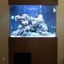 fish tank picture - Big Daddy 210 Gallon 8FT Tall