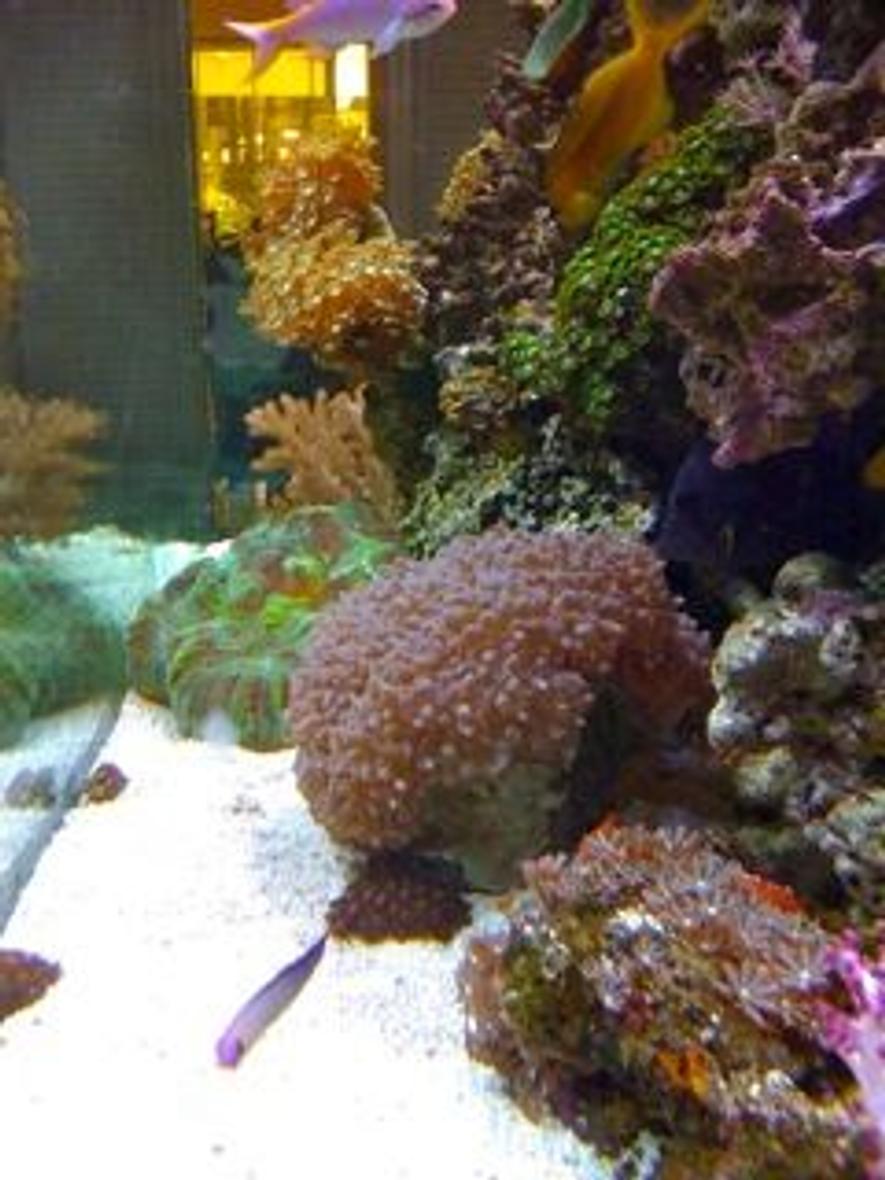 corals inverts - trachyphyllia radiata - wellso folded brain coral stocking in 210 gallons tank - Corals From the side