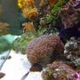 corals inverts - trachyphyllia radiata - wellso folded brain coral stocking in 210 gallons tank - Corals From the side