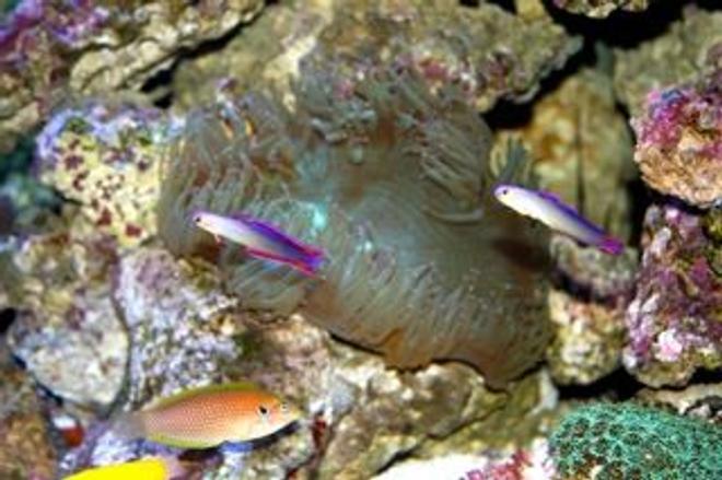 saltwater fish - nemateleotris decora - firefish, purple stocking in 210 gallons tank - Elegance Coral with Purple Firefish Pair