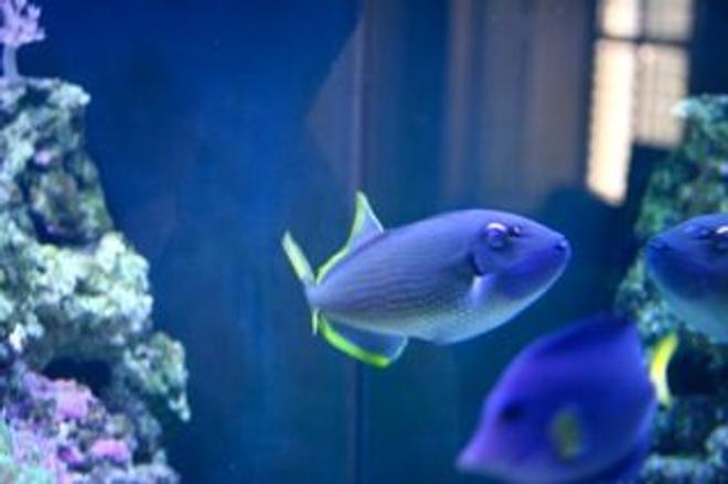 saltwater fish - odonus niger - niger triggerfish stocking in 210 gallons tank - Yeah, He is reef safe. So far.