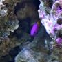 saltwater fish - pictichromis paccagnellae - bicolor dottyback stocking in 210 gallons tank - Cave Dweller. Bicolor Psuedochromis