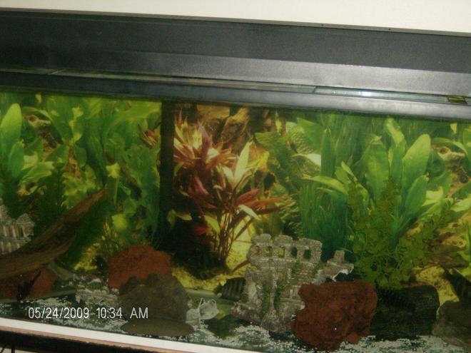 90 gallons freshwater fish tank (mostly fish and non-living decorations) - Old Tank, 90g... glass canopy, New Lights, lava rocks.. fake plants, castle brake in half.
same stones from the beach.