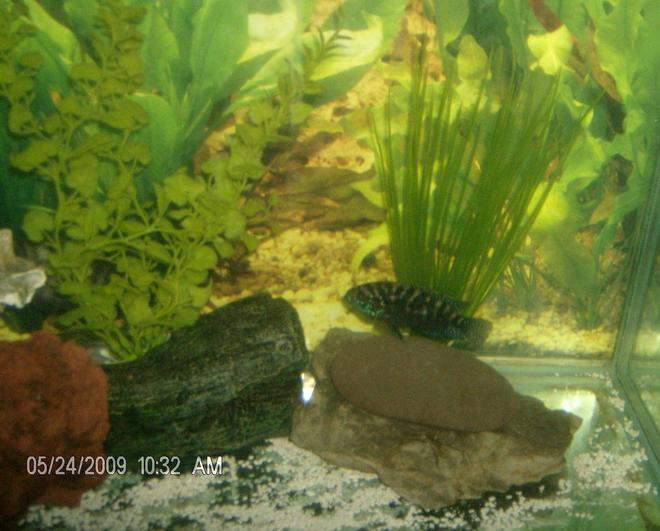 freshwater fish - nandopsis octofasciatum - jack dempsey stocking in 90 gallons tank - Jack Dempsey ( 7 months )
