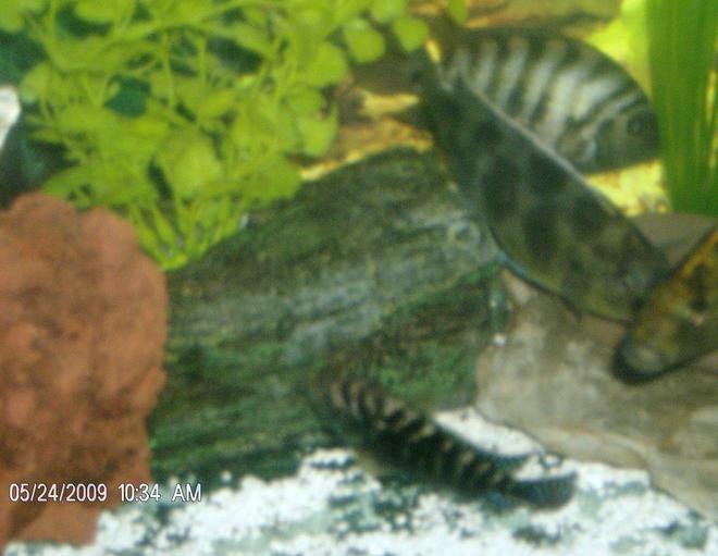 freshwater fish - nimbochromis venustus - venustus cichlid stocking in 90 gallons tank - -CichLids-