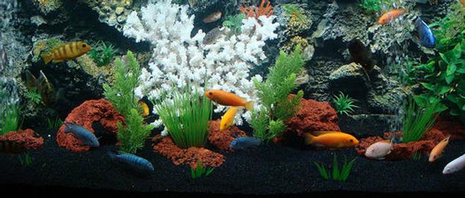 freshwater fish - pseudotropheus estherae - red zebra cichlid stocking in 90 gallons tank - My first cichlid tank , 90 gallons , black sand ,foam background , lava rocks , plactic plants , coral , 2 power filters and one canister filter .i have 18 african cichlids ,