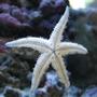 corals inverts - astropecten polycanthus - sand sifting sea star stocking in 55 gallons tank - star light star bright