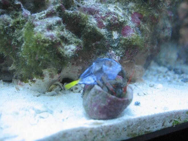 saltwater fish - paracanthurus hepatus - blue tang stocking in 55 gallons tank - poor fella