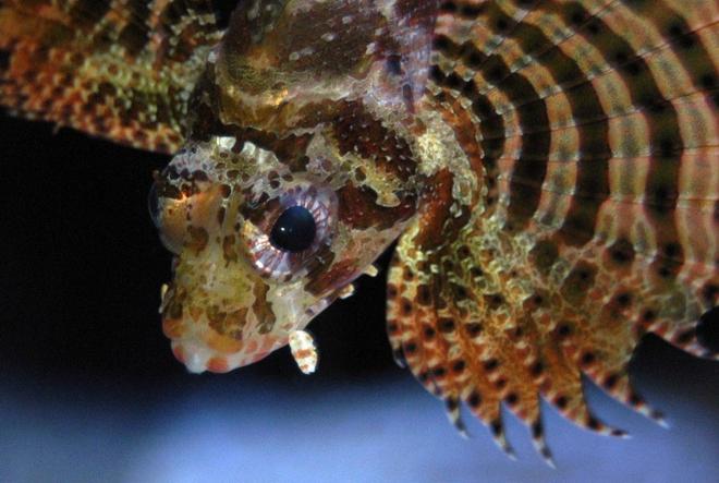 saltwater fish - dendrochirus brachypterus - fuzzy dwarf lionfish stocking in 150 gallons tank - Fuzzy Dwarf Lionfish