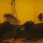 freshwater fish - thorichthys meeki - firemouth cichlid stocking in 75 gallons tank - another view
