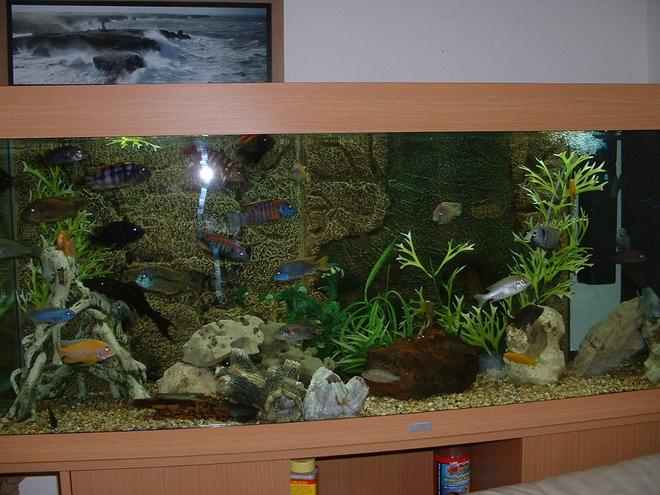 90 gallons freshwater fish tank (mostly fish and non-living decorations) - .