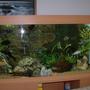 90 gallons freshwater fish tank (mostly fish and non-living decorations) - .