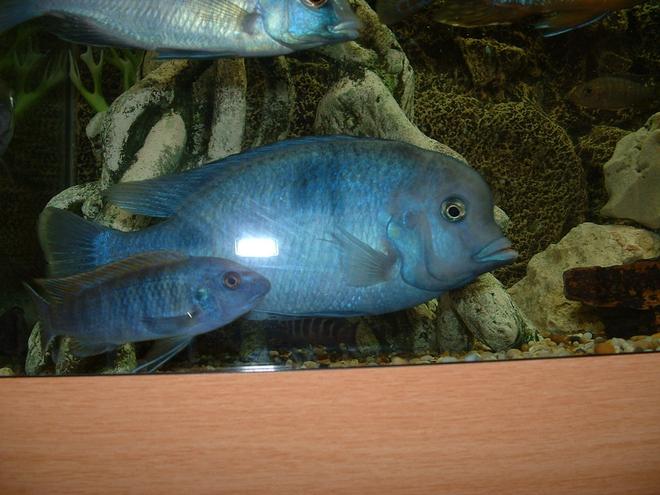 freshwater fish - cyrtocara moorii - blue dolphin cichlid stocking in 90 gallons tank - Moori